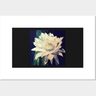 White cactus flower watercolour painting Posters and Art